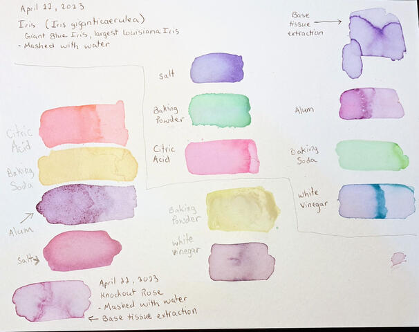 Iris Paint