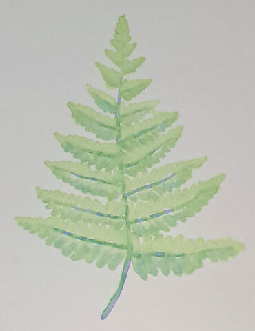Bracken Fern