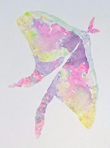 Lunar Moth in Flower Paint