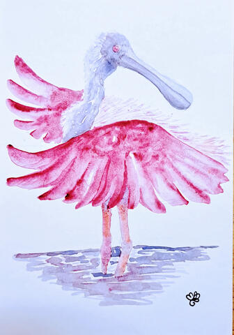 Splendid Spoonbill