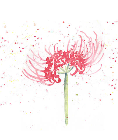 Spider Lily