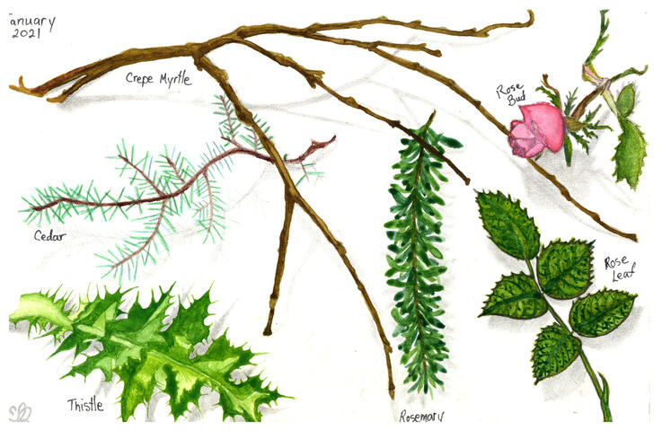 Winter Botanicals